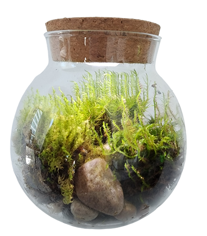 MossBowl- Grow Your Own Beautiful Moss Garden, Complete Kit Come with 3 Mosses!