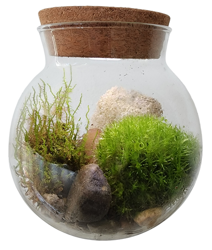 MossBowl- Grow Your Own Beautiful Moss Garden, Complete Kit Come with 3 Mosses!