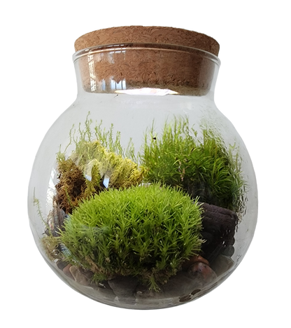 MossBowl- Grow Your Own Beautiful Moss Garden, Complete Kit Come with 3 Mosses!