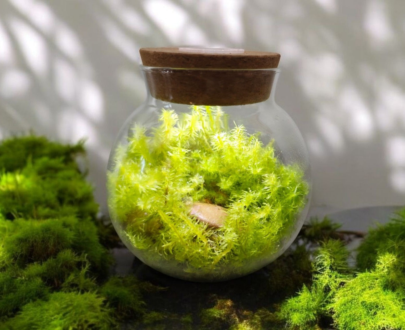 MossBowl- Grow Your Own Beautiful Moss Garden, Complete Kit Come with 3 Mosses!