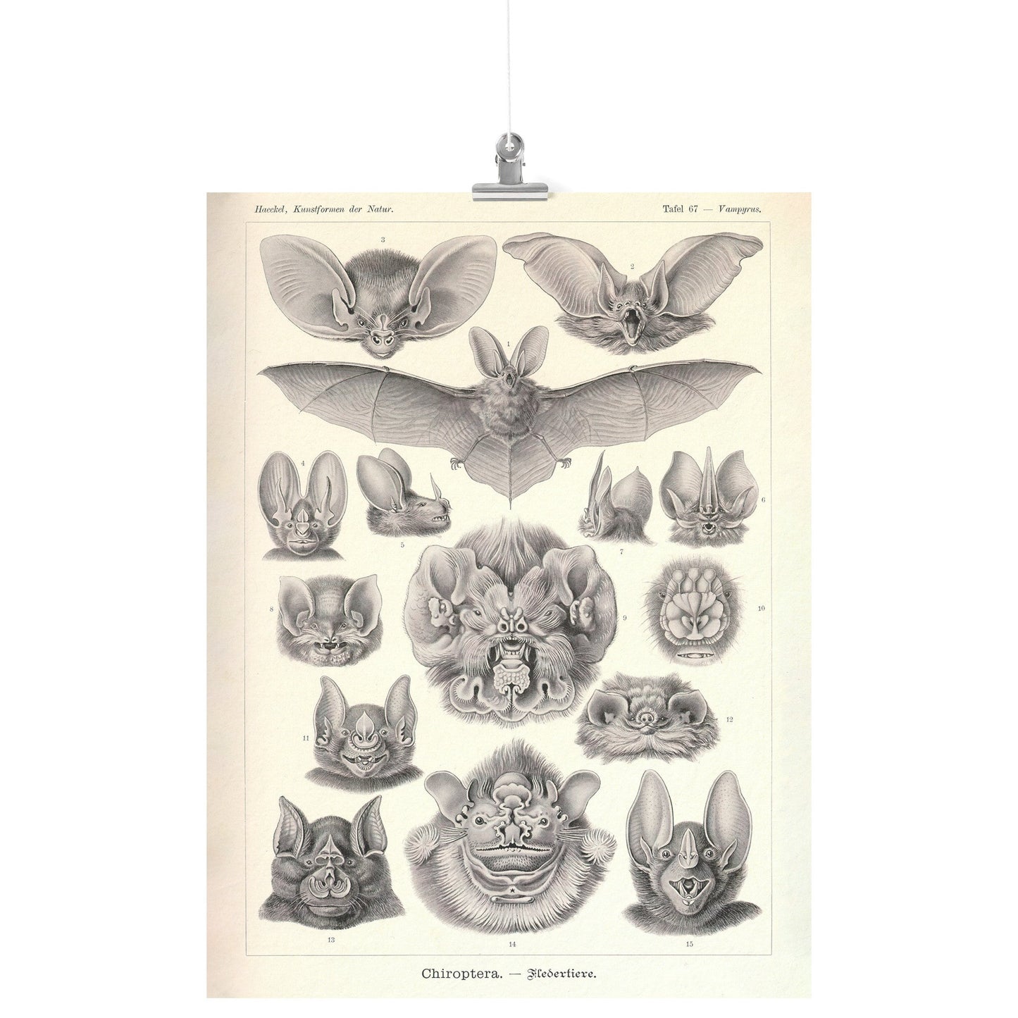 "Chiroptera" [Bats] by Ernst Haeckel Matte Poster